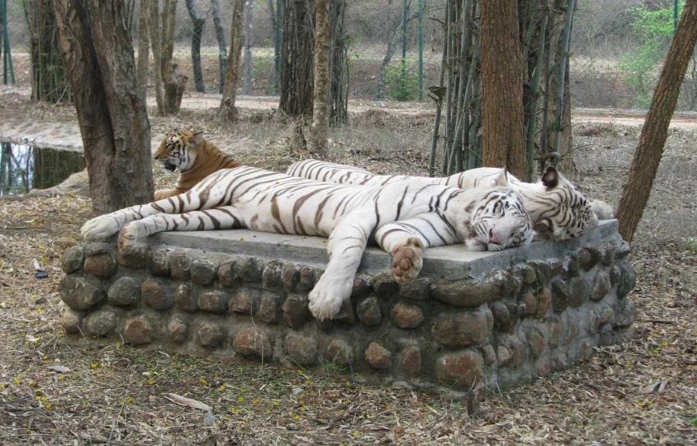 Bannerghatta National Park